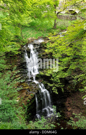 Scaleber Beck tumbling oltre a gradini di biancheria da letto di calcare piani in Yorkshire Dales National Park, Inghilterra Foto Stock