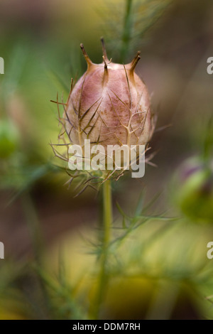 Seedpod di Nigella damascena 'Miss Jekyll' Foto Stock