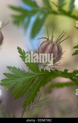 Seedpod di Nigella damascena 'Miss Jekyll' Foto Stock