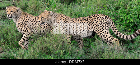 Cheetah fratelli Tanzania Collection Foto Stock