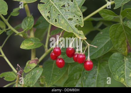 Bittersweet Nightshade, Belladonna Bittersüßer Nachtschatten, Bittersüsser Nachtschatten, Früchte, Solanum dulcamara Foto Stock