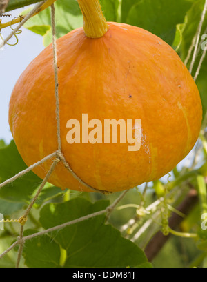 Zucca Patch Winter Squash Cucurbita pepo Cucurbita mixta Cucurbita maxima e Cucurbita moschata Foto Stock