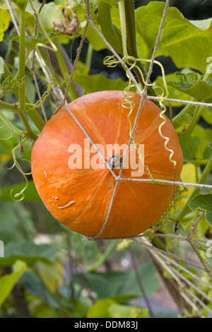 Zucca Patch Winter Squash Cucurbita pepo Cucurbita mixta Cucurbita maxima e Cucurbita moschata Foto Stock