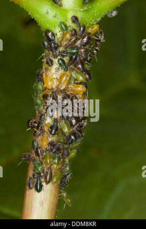 Nero Garden ant, afidi, Schwarze Wegameise, Schwarze Gartenameise, Blattläuse, Blattlauskolonie, Symbiose, Lasius niger Foto Stock