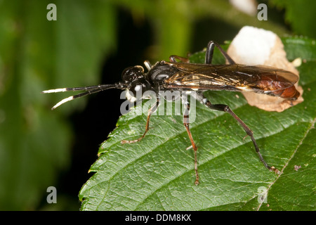 Sawfly, visto-fly, maschio, Blattwespe, Männchen, Tenthredo cfr colon, Tenthredella cfr colon Foto Stock