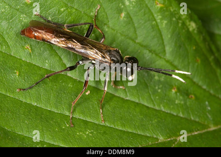 Sawfly, visto-fly, maschio, Blattwespe, Männchen, Tenthredo cfr colon, Tenthredella cfr colon Foto Stock