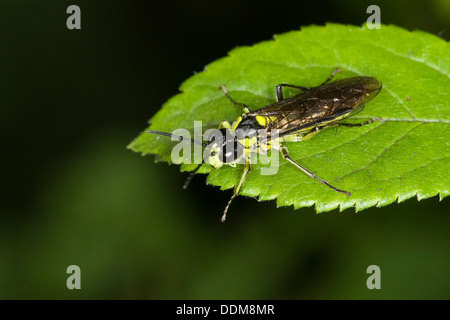 Sawfly, visto-fly, Blattwespe, Echte Blattwespe, Grünschwarze Blattwespe, Tenthredo mesomela, Eurogaster mesomela Foto Stock