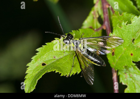 Sawfly, visto-fly, Blattwespe, Echte Blattwespe, Grünschwarze Blattwespe, Tenthredo mesomela, Eurogaster mesomela Foto Stock