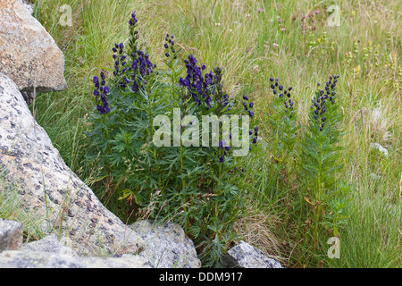 Friar's Cap, Giardino Monkshood, Blauer Eisenhut, Wolfshut, Aconitum napellus Foto Stock