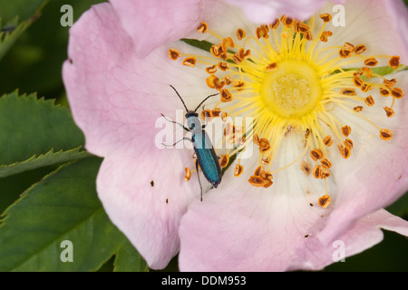 Scarabeo che allattava polline, scarabeo a zampe, Blauer Scheinbockkäfer, Ischnomera spec., Asclera spec., Oedemeridae Foto Stock