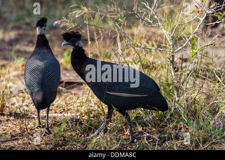 Crested Faraona (Guttera pucherani) Foto Stock