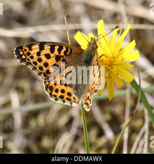 Close-up di una regina di Spagna Fritillary butterfly (Issoria lathonia) Foto Stock