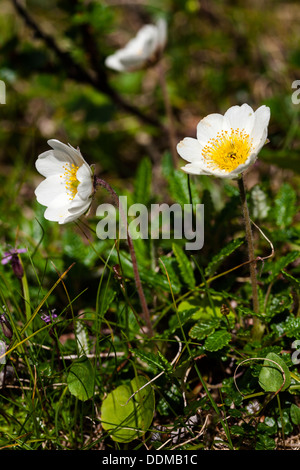 Mountain avens (Dryas octopetala) Fiori Foto Stock