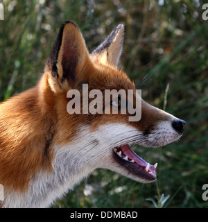 Rosso europeo volpe (vulpes vulpes) mug shot, denti denudati, visto di profilo Foto Stock