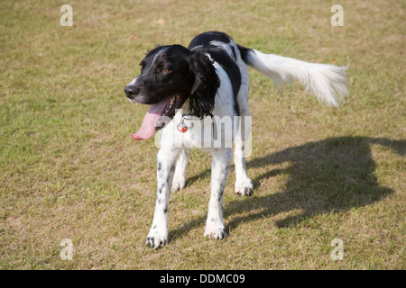 Bianco e Nero English Springer Spaniel cane da lavoro con linguetta appendere fuori Foto Stock