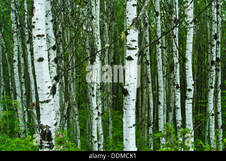 Un cavalletto di pioppo (Populus tremuloides) crescente in Fort Assiniboine Sandhills Wildland Parco Provinciale, Alberta Foto Stock