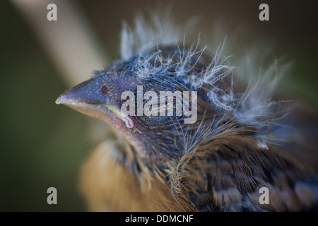 Close up bambino uccello con piume soffici sulla sua testa Foto Stock