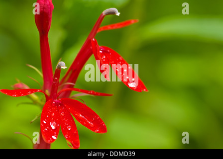 Una coppia di cardinale fiori (Lobelia cardinalis) cresce in una zona umida streamside, Gould Lago Area di Conservazione, Ontario Foto Stock