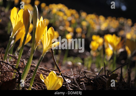 Prato giallo zafferano sul pendio di una collina in Toscana Foto Stock