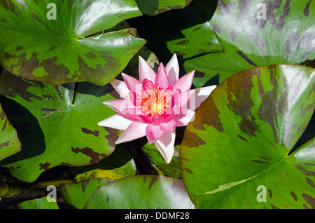 Una bella luce rosa o ninfea fiore di loto Foto Stock