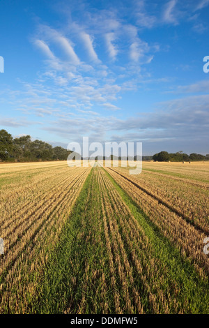 Un raccolto di recente campo di grano con linee modelli e texture in terra e cielo nella tarda estate Foto Stock