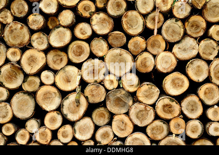 Gran mucchio di log tagliati Foto Stock
