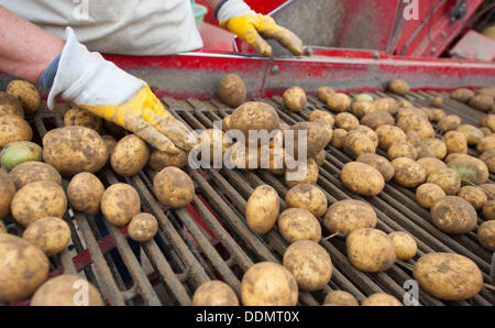 Wriedel, Germania. 04 Sep, 2013. I lavoratori stagionali pick pietre di patate raccolte nei pressi di Wriedel, Germania, 04 settembre 2013. Foto: Philipp Schulze/dpa/Alamy Live News Foto Stock