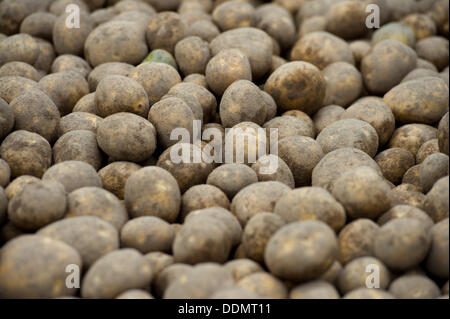 Wriedel, Germania. 04 Sep, 2013. Appena raccolto di patate sono raffigurate nelle vicinanze Wriedel, Germania, 04 settembre 2013. Foto: Philipp Schulze/dpa/Alamy Live News Foto Stock