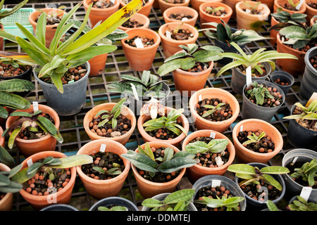 Orchid pot, diverse di orchidee vasi per piante in vivaio di orchidee farm Foto Stock