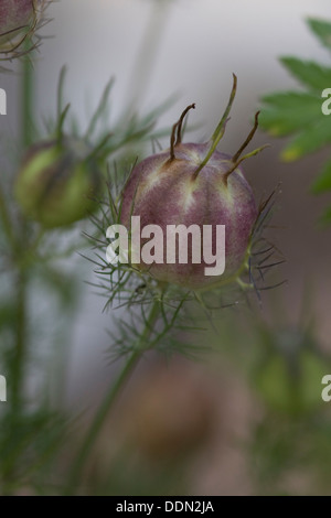 Seedpod di Nigella damascena 'Miss Jekyll' Foto Stock