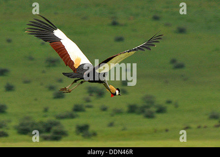 Grey Crowned Crane in volo Tanzania Collection Foto Stock