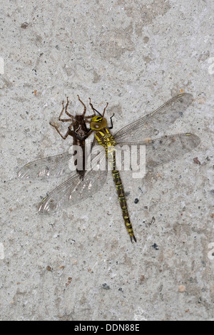 Blu-verde, darner aeshna sud, sud hawker, Blaugrüne Mosaikjungfer, Aeshna cyanea, Aeschna cyanea, Schlupf, Exuvie Foto Stock