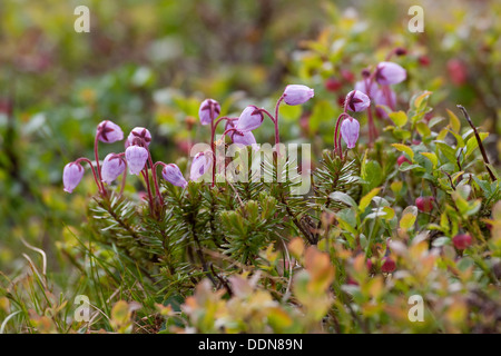 Blue Mountain Heath, Blauheide, Bläuliche Moosheide, Bergheide, Blau-Heide, Berg-Heide, Phyllodoce caerulea Foto Stock