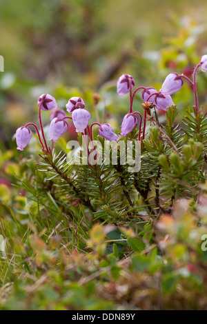 Blue Mountain Heath, Blauheide, Bläuliche Moosheide, Bergheide, Blau-Heide, Berg-Heide, Phyllodoce caerulea Foto Stock