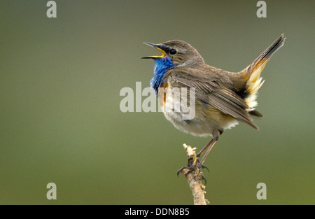 Pettazzurro, maschio, Weißsterniges Blaukehlchen, Männchen, Luscinia svecica cyanecula, Cyanosylvia svecia cyanecula Foto Stock