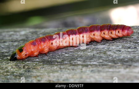 Capra Moth caterpillar (Cossus cossus) close-up Foto Stock