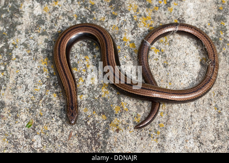 Comunità slow worm, blindworm, Blindschleiche, Blind-Schleiche, Schleiche, Anguis fragilis Foto Stock