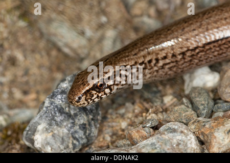 Comunità slow worm, blindworm, Blindschleiche, Blind-Schleiche, Schleiche, Anguis fragilis, Ritratto, Porträt Foto Stock