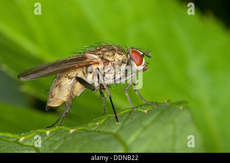 Flower fly, fiore vola, Blumenfliege, Hydrophoria lancifer, Blumenfliegen, Anthomyiidae, anthomyids Foto Stock