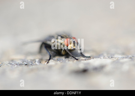 Soffiare fly (Calliphoridae) su asfalto Foto Stock