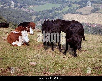 Il pascolo di bestiame su Malvern Hills sotto Worcestershire Beacon come parte di un regime di conservazione. Foto Stock