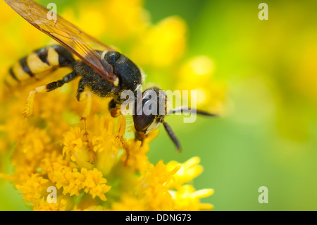 Occupato wasp pollinates il fiore giallo. Foto Stock