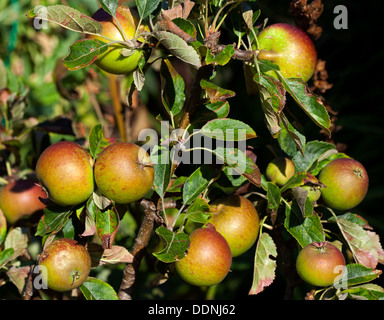 Mature Cox's orange pippin mele su albero Foto Stock