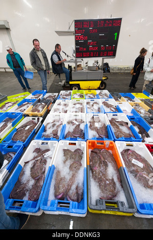 Il mercato del pesce o il banditore a Concarneau Bretagna Francia - il terzo più grande porto di pesca in Francia. Foto Stock