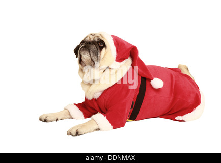 Pug in Santa costume giacente, esentate, sfondo bianco vestiti da Babbo Natale Foto Stock