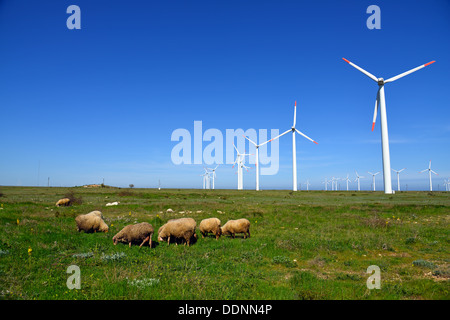 Pecore ed arieti in campo contro le turbine eoliche Foto Stock