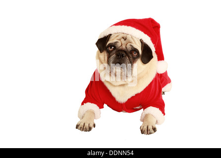 Pug in santa claus costume giacente, esentate, sfondo bianco vestiti da Babbo Natale Foto Stock