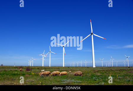 Pecore ed arieti in campo contro le turbine eoliche Foto Stock