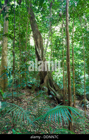 Struttura di contrafforte, Mossman Gorge, Queensland, QLD, Australia Foto Stock