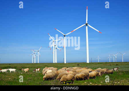 Pecore ed arieti in campo contro le turbine eoliche Foto Stock